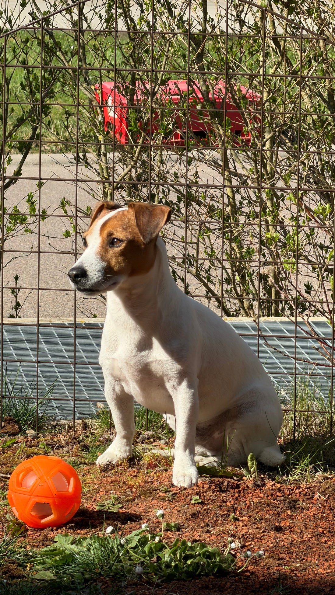 My Jack Russell Terrier, Phoenix, enjoying the sun.