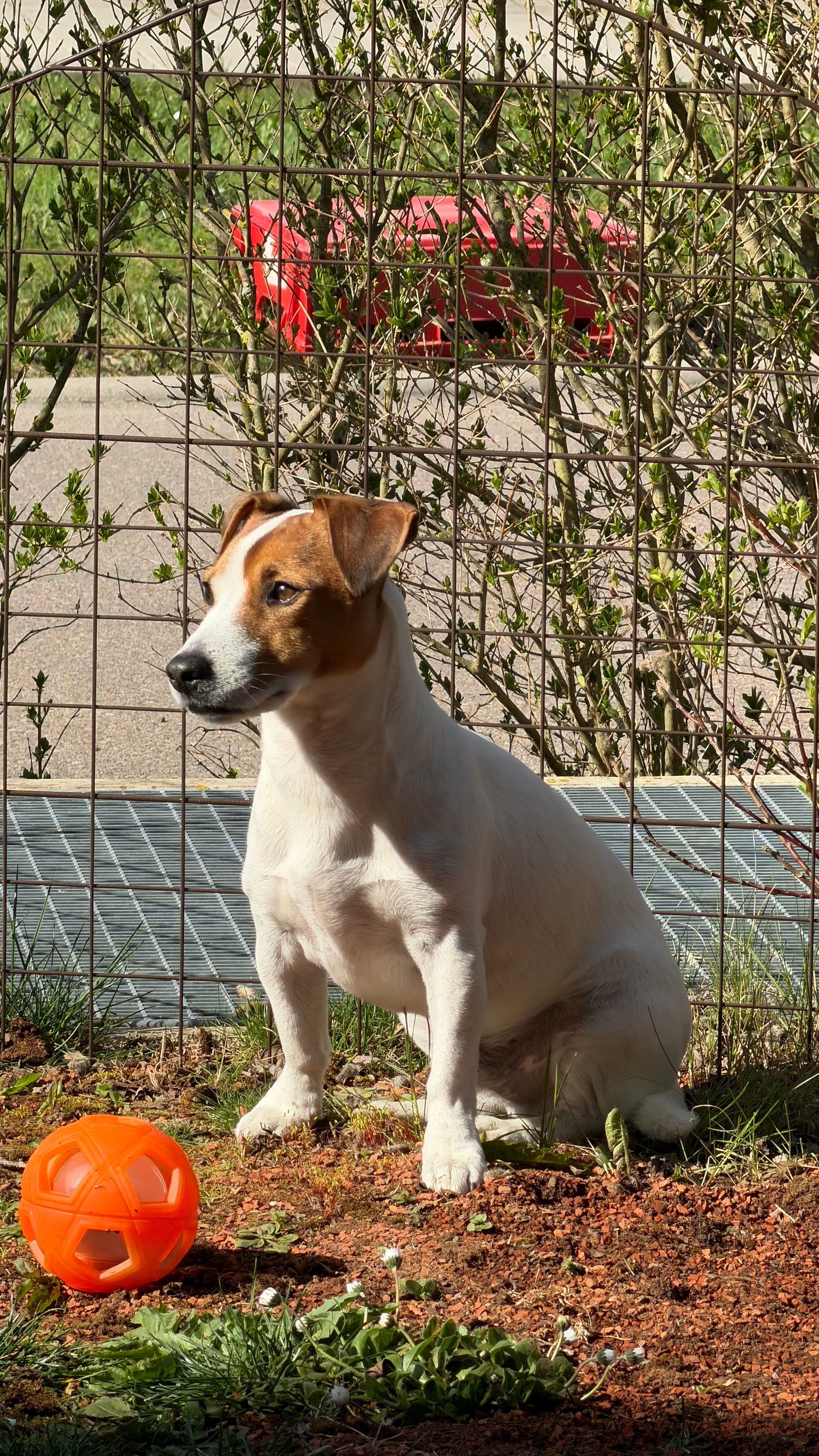 My Jack Russell Terrier, Phoenix, enjoying the sun.